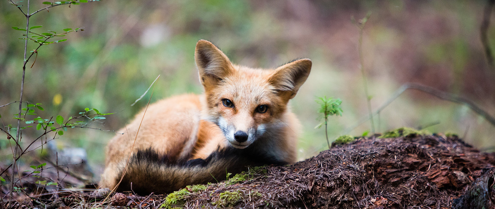 gallery-explore-13-3670-wild-fox.jpg