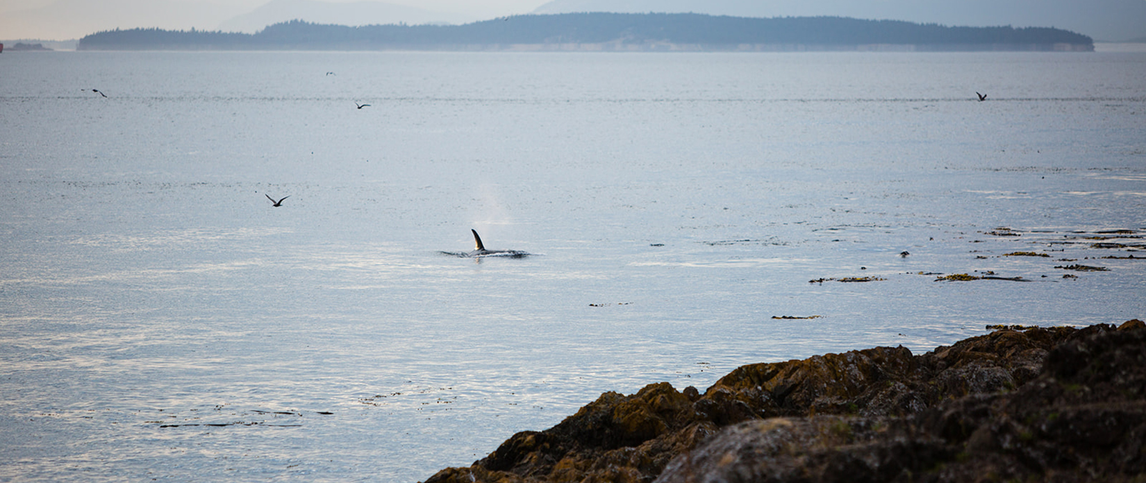 gallery-explore-13-j0q4-orca-killer-whale.jpg