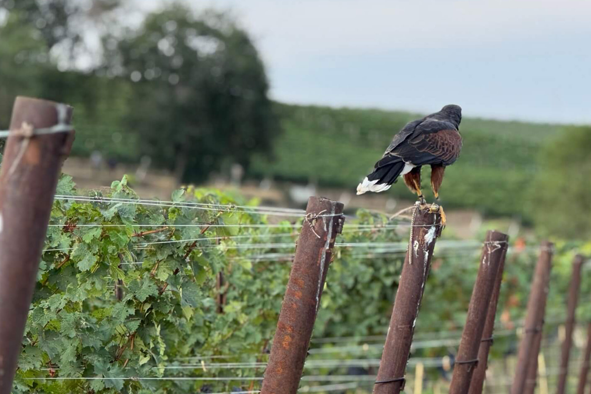 climate, soils & topography