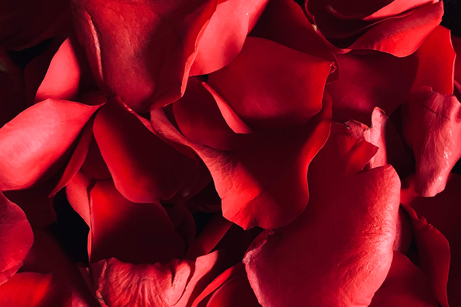 fresh flowers - romantic rose petal scattering