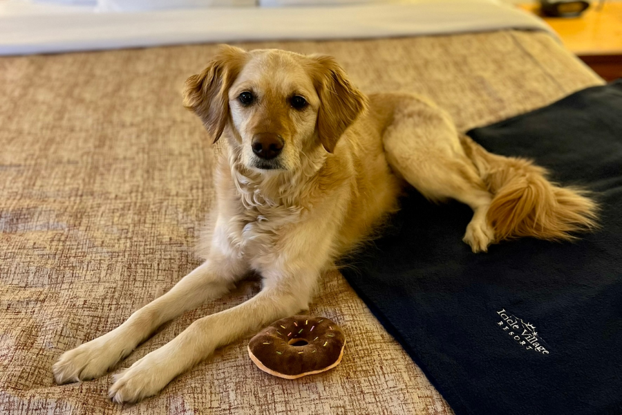 Pamper Your Pet