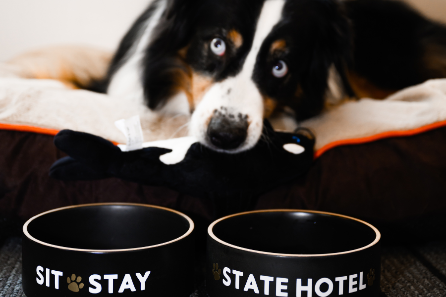 national dog month vip (very important pup) pupgrade